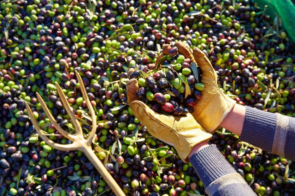 Gloved hands lifting a double handful of freshly harvested green and black olives at the grove.